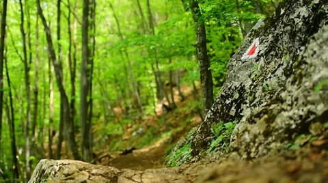 Hiking in the forest Видео 63856240