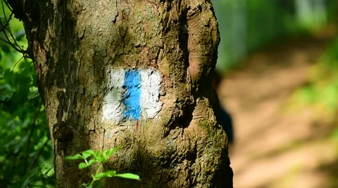 Hiking in the forest Stock-Footage 63856265