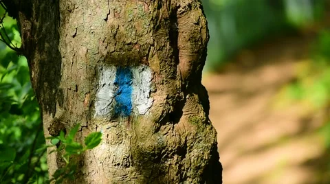 Hiking in the forest 스톡 동영상 63856272