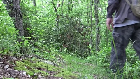 Hiking in forest Stock Footage 76469006