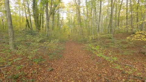 Hiking in the forest  Stock Footage 147501209