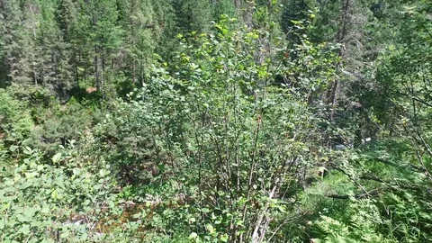 Hiking in the forest. Looking down from the top to the mountain river. A wooden Vídeos de archivo 128926755