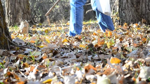 Hiking in the forest for mushrooms. Stock Footage 159472801