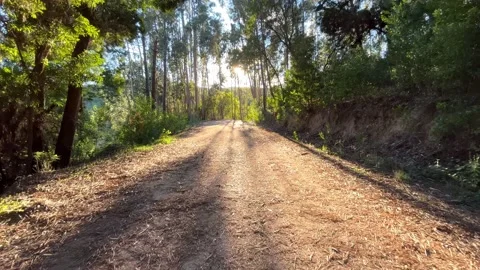 Hiking in Forest path in Autumn. Stock Footage 219579436