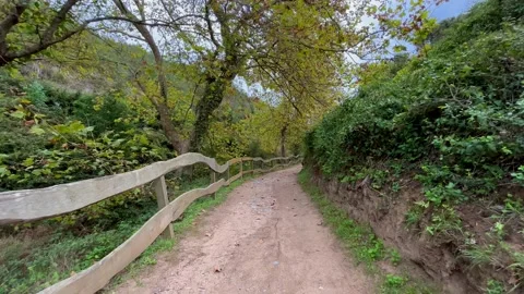 Hiking in Forest path in Autumn. Stock Footage 219743539