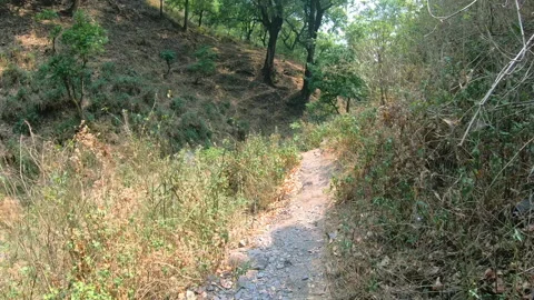 Hiking on a forest path in Uttarakhand Stock Footage 200879620