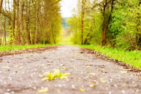 Hiking in the forest 库存照片