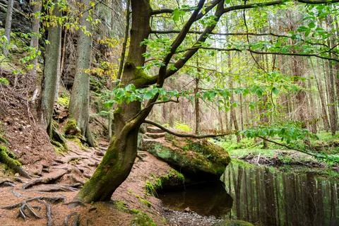 Hiking in the forest at a river Stock Photos