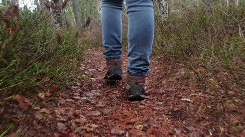Hiking. Forest Road. Stock Footage 238775511