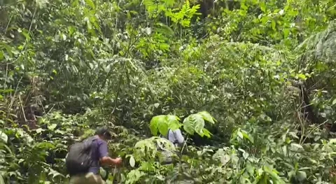 Hiking in the forest sendang east java Vídeos de archivo 239597990