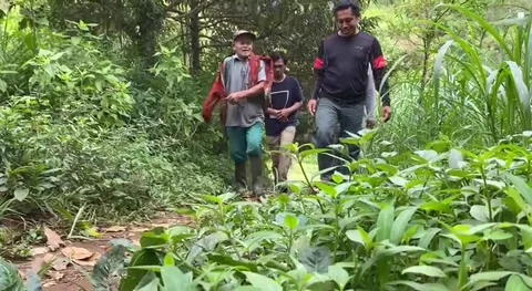 Hiking in the forest sendang Stock Footage 239597966