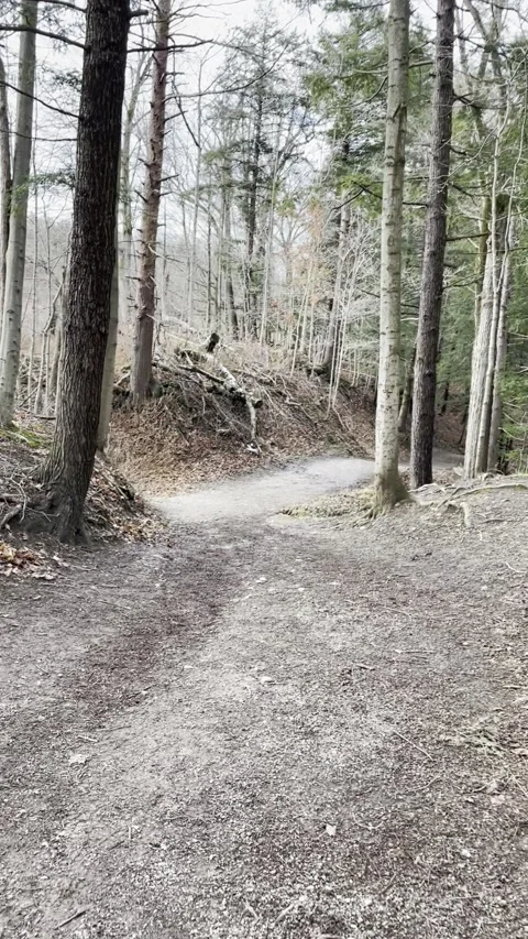 Hiking in the forest towards a stream Stock Footage 167551118