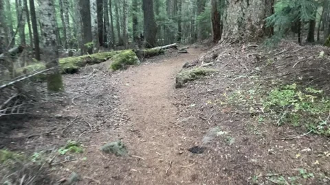 Hiking a forest trail in Oregon Stock Footage 329457652