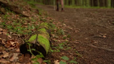 Hiking on a forest trail surrounded by lush greenery and vibrant moss Stock Footage 308527349