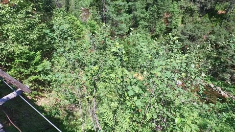 Hiking in the forest. View from the top to the mountain river. A wooden Stock Footage 128409417