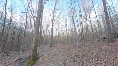 Hiking in forest in winter 動画素材 294706875