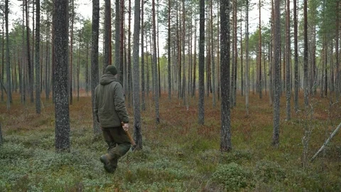 Hiking in the forest for wood Video stock 296186859
