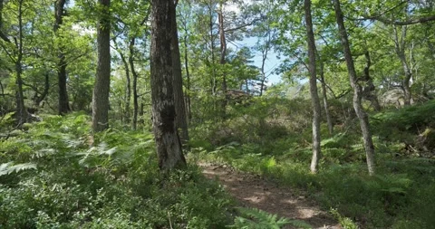 Hiking in forrest 01 Video stock 172546148