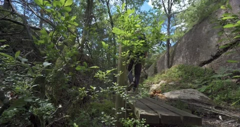 Hiking in forrest 04 Stock Footage 172546210