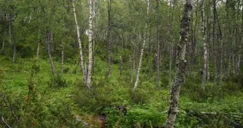 Hiking in forrest 05 Stock Footage 172546318