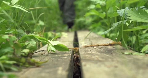 Hiking in forrest 07 Stock Footage 172546284