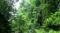 Hiking girl at rainforest path 20110429 144556 HD Footage