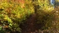 Hiking in golden october through sunny autumn beech forest pathway 4k or 4k+ Resolution