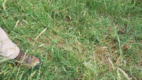 Hiking Grass Track Stock Footage 145582494