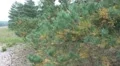 Hiking in the heathland of Lunenburg Heath between pine trees pan HD Footage