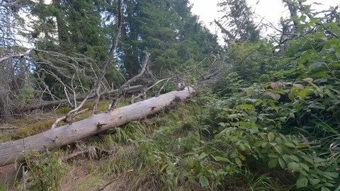 Hiking on hiking trail with fallen trees Stock Footage 302499050