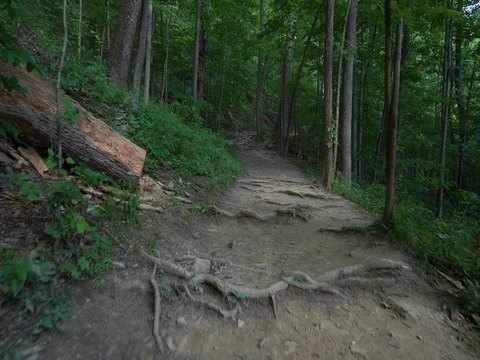 Hiking up hill over tree roots, smooth stabilized shot Stock Footage 77167530
