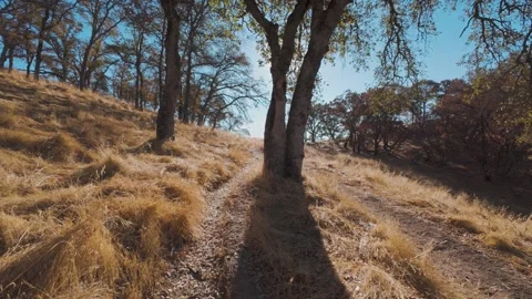 Hiking up a hill in a shadow of an oak tree Stock Footage 303606014
