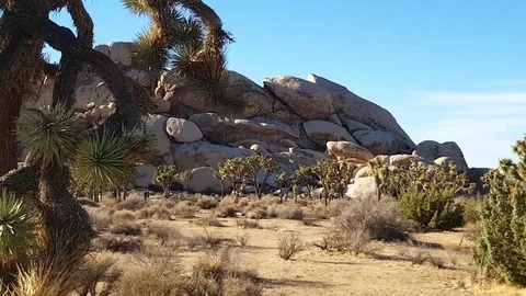Hiking in joshua tree, Motion time lapse of people walking in Joshua tree n.. Stock Footage 73410066