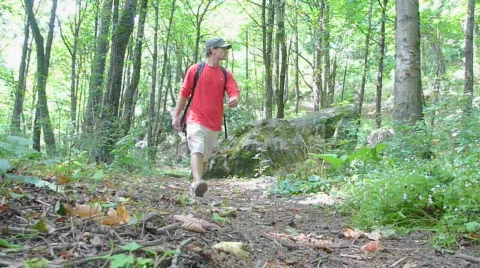 Hiking in Lush Forest 2 Video stock 813856