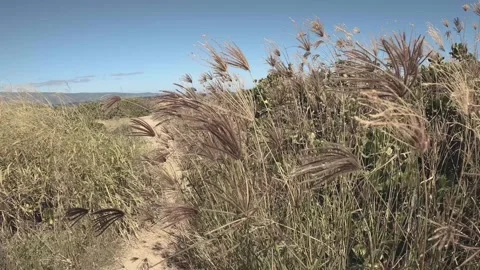 HIKING IN MAUI Stock Footage 242061250