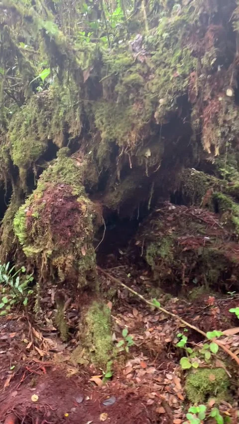 Hiking in the mossy forest, Cameron Highlands Vidéo 343428548