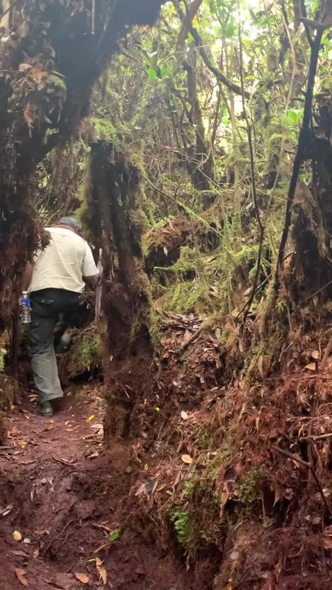 Hiking in the mossy forest, Cameron Highlands Video stock 343428558