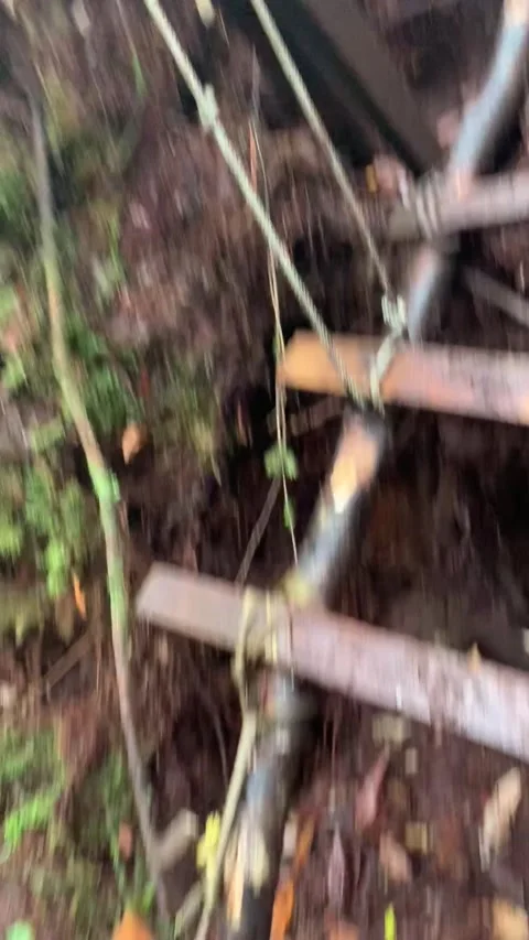 Hiking in the mossy forest, Cameron Highlands Vídeo Stock 343428562