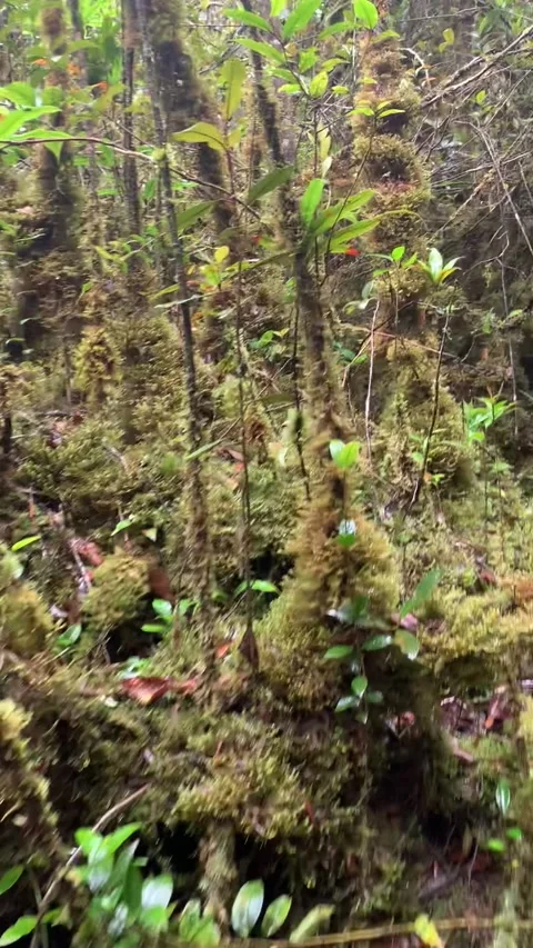 Hiking in the mossy forest, Cameron Highlands Vidéo 343428626