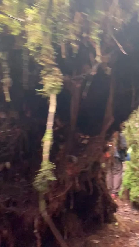 Hiking in the mossy forest, Cameron Highlands Stockbeeldmateriaal 343428701