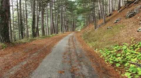 Hiking in mountain forest Stock Footage 58552860