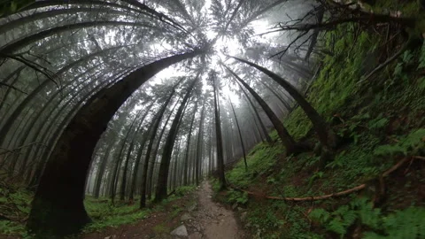 Hiking on Mountain Forest Trail in Dense Fog POV Video stock 141890273