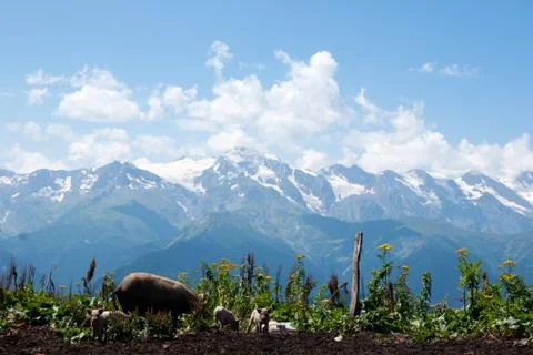 Hiking in mountain Stock Photos