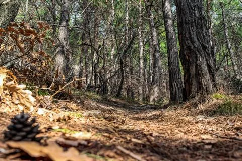 Hiking in the mountains through the spring forest, close-up of grass 스톡 사진