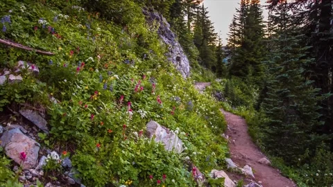 Hiking the Naches Peak Loop Trail in Mount Rainier National Park, Washington Sta Stock Footage 332141731
