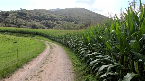 Hiking next to a corn crop Stock Footage 275250746