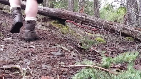 Hiking over log Stock Footage 169135415