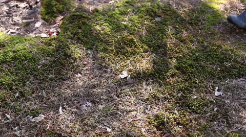 Hiking over moss-covered trail Stock Footage 63884584