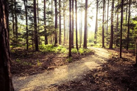 Hiking path and sunset in beadutiful woods Stock Photos