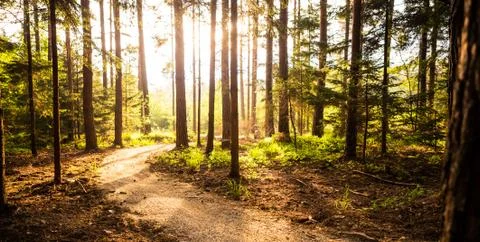 Hiking path and sunset in beadutiful woods Stock Photos